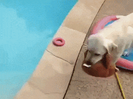 luanazgd  GIF