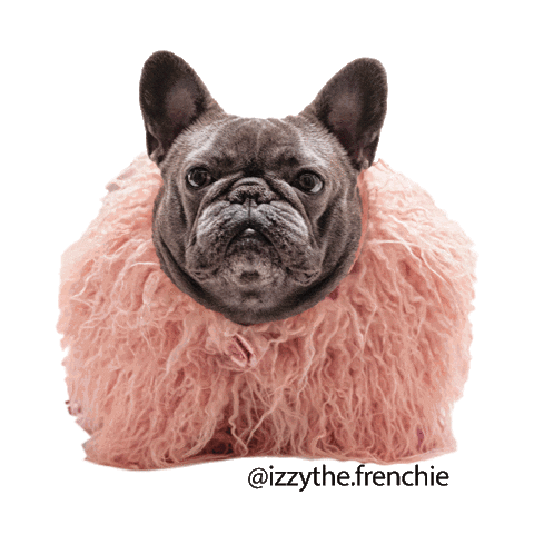Izzy The Frenchie Sticker