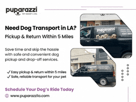 Dog Transport Los Angeles GIF