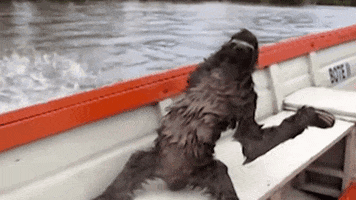 Boat Sloth GIF
