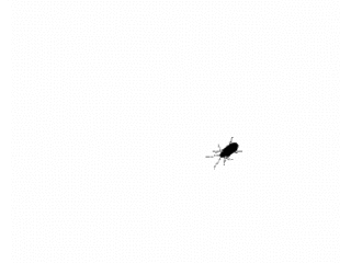 Fly GIF