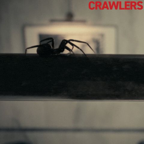 Spider GIF by Roadside Attractions