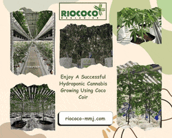 Enjoy A Successful Hydroponic Cannabis Growing Using Coco Coir GIF