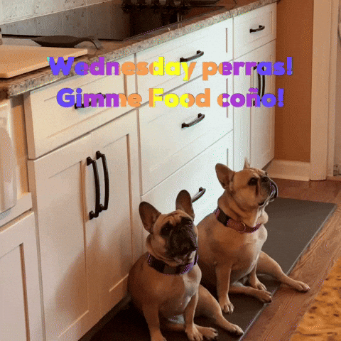 Dogs Image GIF