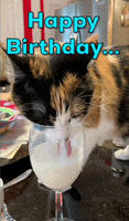 Happy Birthday Cat GIF by REBEKAH