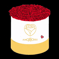 Amoroses love rose roses redrose GIF