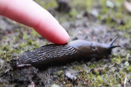 snail