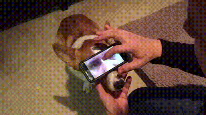 dog
