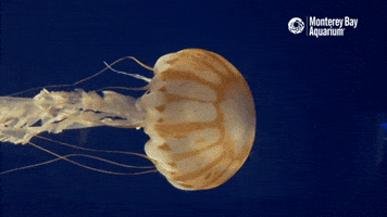 Ocean Jellyfish GIF by Monterey Bay Aquarium