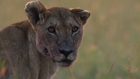 hungry big cat GIF by BBC Earth
