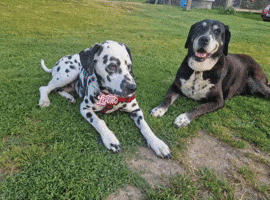 Jenna Dalmatian GIF