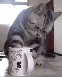 cat cafe GIF