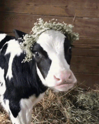 Cow GIFs - Get the best GIF on GIPHY Cow GIFs - Get the best GIF on GIPHY