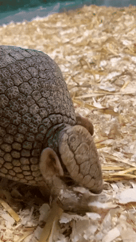 Armadillo Explore GIF by Valley Zoo Development Society