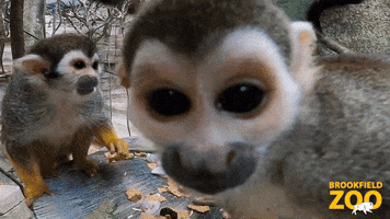 Baby Monkey GIF by Brookfield Zoo