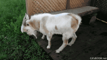 Fainting Goats GIFs - Get the best GIF on GIPHY