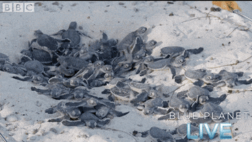 200.gif?cid=fc005b08c652bfa63b31a43880b9b99687eb37d880cabc25&rid=200.gif&ct=g