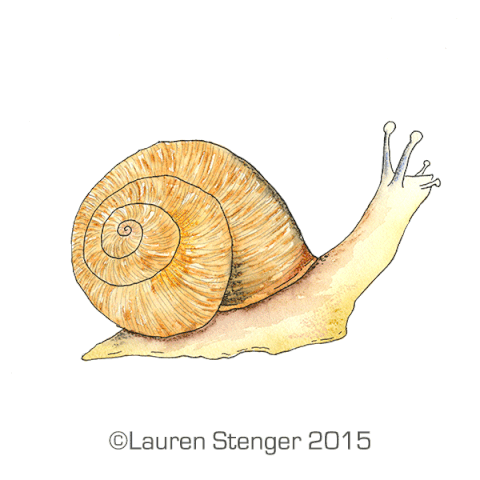 snail