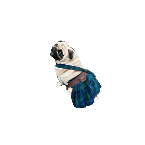 Pug Sticker