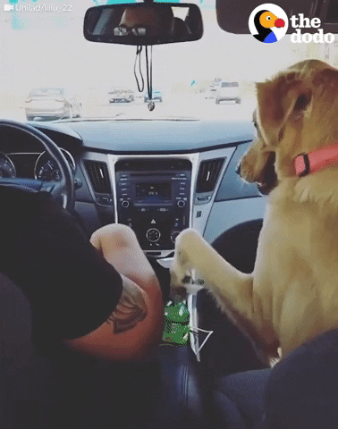 pes v autě gif