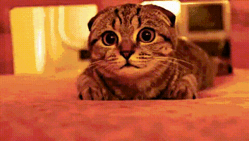 House Cat GIF