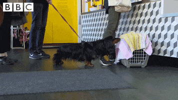 sausage dog what GIF by CBBC