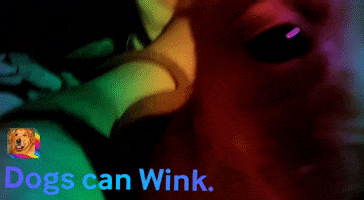 Dog GIF