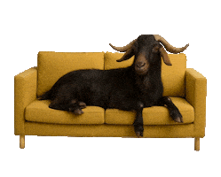 Pivo Nazdravi Sticker by Velkopopovický Kozel