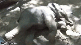 Falling Down Elephant GIF