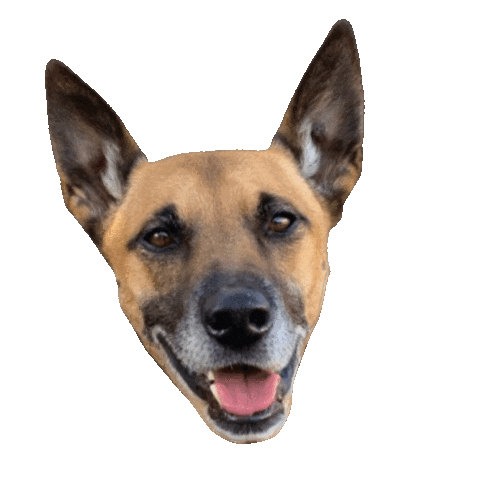 Dogs Puppy Sticker by So Help Me Dog