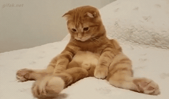 s0twwfrmsvb1ovl4  GIF