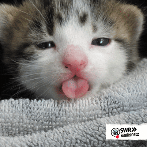 Katten GIFs - Get the GIF on GIPHY