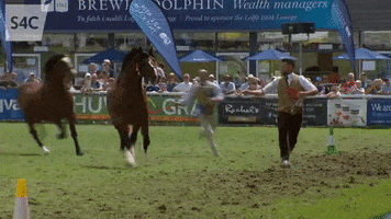 show trotting GIF by S4C