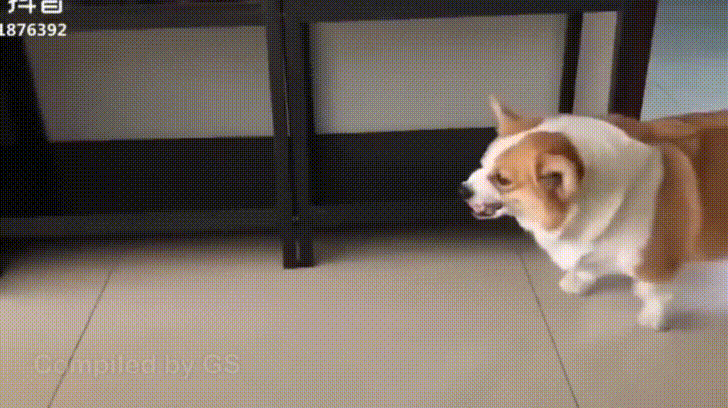 Barking Match GIFs - Get the best GIF on GIPHY