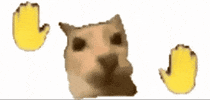 Cat Gif GIF