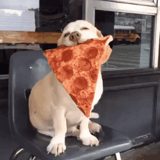 Image result for dog pizza gif