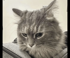 Cat Meow GIF