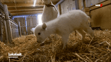 goat roll GIF by WDR
