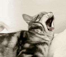 Cat Yawn GIF by arisanojima