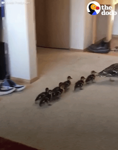 Ducks Ducklings GIF by The Dodo - Find & Share on GIPHY
