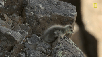 baby bird mountain GIF by National Geographic Channel