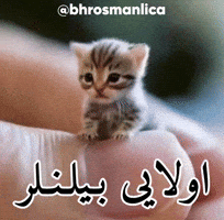 Kedi GIF