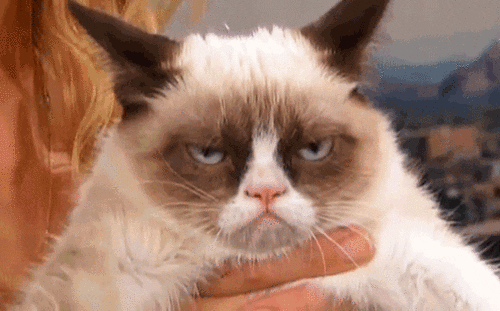 Grumpy Cat GIF - Find & Share on GIPHY