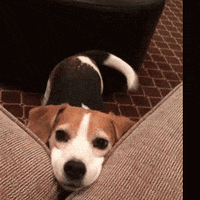 beagle tails GIF by Cheezburger