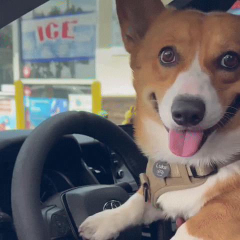Corgi GIF