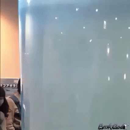 style scotty GIF