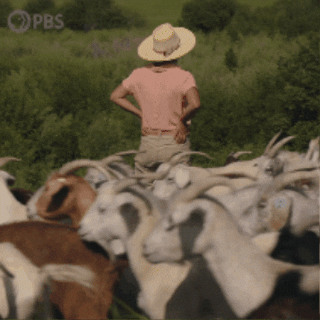 GIF by PBS Digital Studios