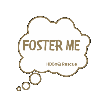 HDBnQ Rescue Sticker