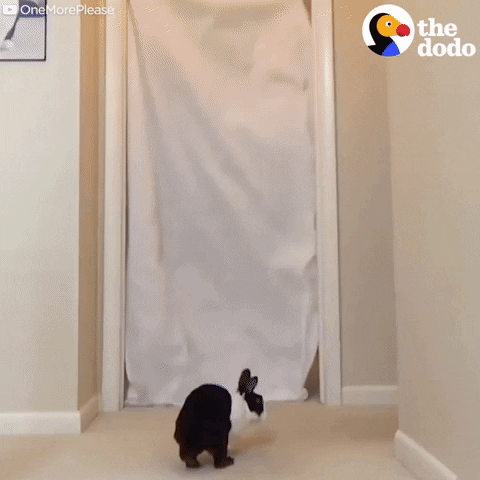 bunny what the fluff GIF by The Dodo