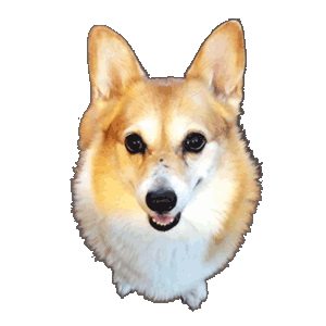 Heart Love Sticker by Corgi Things